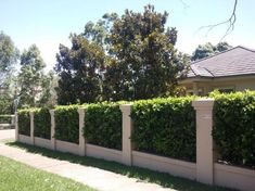 a hedge is growing on the side of a house's fence and it looks like it has been cut in half