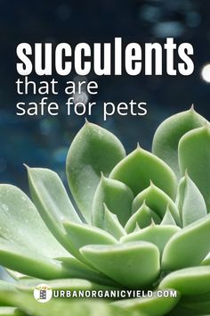 succulents that are safe for pets with text overlaying the image