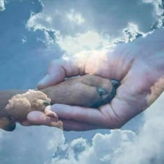 a person holding a small bird in their hand with clouds in the sky behind them