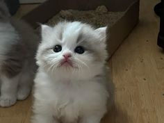 two small white kittens sitting on the floor next to each other, one looking at the camera