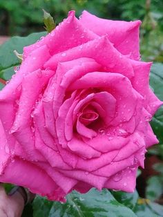 a pink rose with water droplets on it's petals is being held by a hand