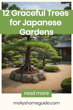 an image of a japanese garden with text overlay that reads 12 graceful trees for japanese gardens read more