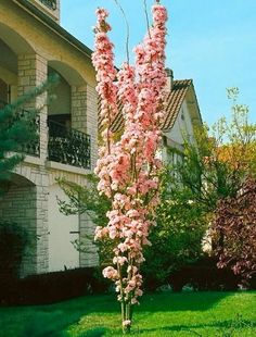 a tall pink flowered tree in front of a house with green grass and bushes