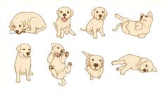 a bunch of puppies sitting and laying down in different positions on a white background