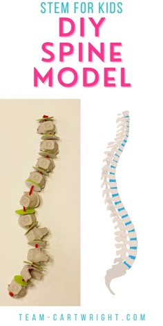 Text: STEM For Kids DIY Spine Model
Left Picture: Homemade spine model made from pipe cleaners and an egg cartom
Right Picture: illustration of a human spine that looks similar to the model Anatomy Science Projects, Human Joints Project, Stem Human Body Activities, Diy Spine Model, Human Body Hands On Activities, Spine Model Project, Diy Human Body Model, Diy Anatomy Model, Diy Spinal Cord Model