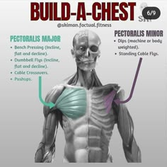 an image of the muscles and their functions to build - a - chest for men