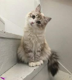 a fluffy cat sitting on top of a window sill next to a pink flower