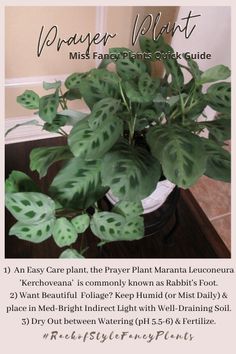 a plant with green leaves in a white pot