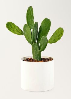 a small green cactus in a white pot