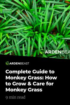 the complete guide to monkey grass how to grow and care for monkey grass by ardene bead