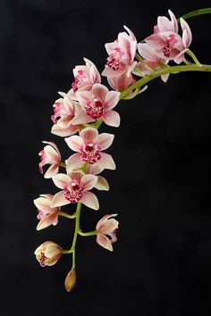 pink orchids are blooming on a black background