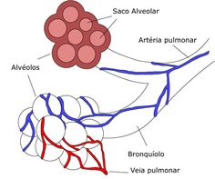 alveolos pulmonares Charting For Nurses, Gas Exchange, Fat Burning Abs, Vertebral Artery, Bad Cough, Arteries And Veins, Icd 10, Body Map, Pulmonary Disease