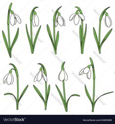 snowdrops with green leaves and white flowers on the stems, set of six