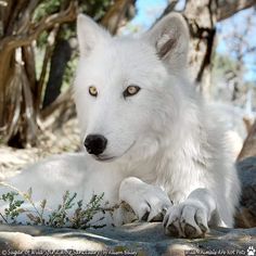 a white wolf laying on top of a rock