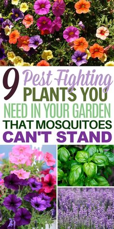 I am a big fan of mosquito and fly repelling plants because they offer a natural and non-toxic solution to keeping pesky insects away. These plants not only serve a functional purpose in repelling pests, but they also contribute to the overall aesthetic of my garden or outdoor space. Fly Repelling Plants, Mosquito Repellent Plants, Plants That Repel Flies, Insect Repellent Plants, Pest Repellent, Repellent Plants, Sustainable Landscaping, Mosquito Repelling Plants, Vegetable Garden Diy