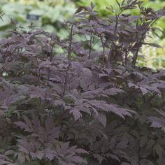 purple flowers and green plants in a garden