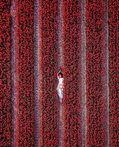 an aerial view of a woman standing in the middle of a field with red flowers