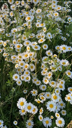 white and yellow daisies growing in the grass