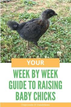 a baby chick exploring the yard Starting Chicks Raising Chickens, 1st Time Chicken Owner, Chicken Fenced In Area, What To Feed Chicks By Age, Chicken Growth Chart, How To Raise Chicks, New Chicken Owners, Baby Chick Checklist, Getting Chickens For The First Time