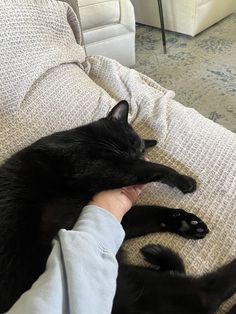 a black cat laying on top of a couch next to a person's hand