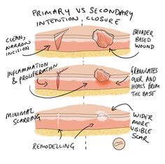 the anatomy of an animal's skin