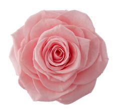 a pink rose is shown on a white background