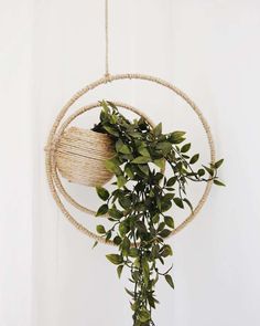 a plant hanging from a rope in front of a white wall with a round object on it