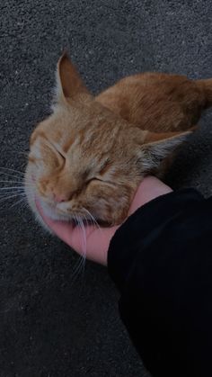 an orange cat sleeping on top of someone's hand