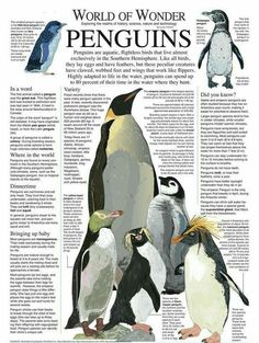 an image of penguins in the world of wonder magazine, with caption about them