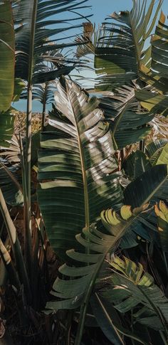 some very pretty green plants with big leaves in the sun on a sunny day at the beach