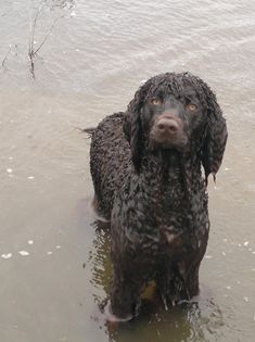 a wet black dog standing in the water