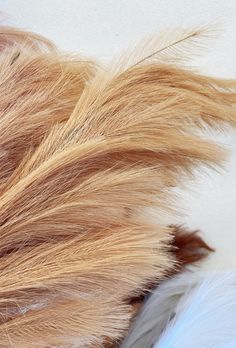 closeup of long hair with white and brown feathers