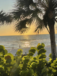 the sun is setting over the ocean with palm trees