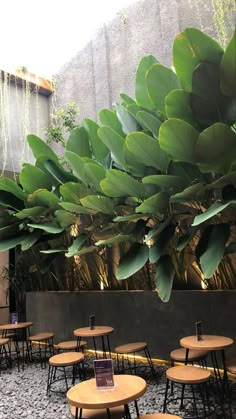 tables and chairs are lined up in front of a large plant