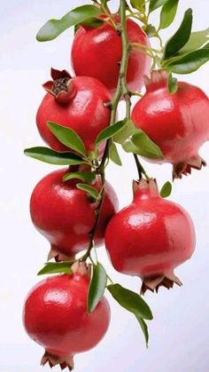 pomegranates hanging from a branch with green leaves