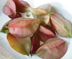 some red and yellow apples are on a white plate with green leaves in the middle