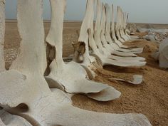 there is a row of trees that are in the sand and one tree has been carved into it