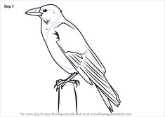 a drawing of a bird sitting on top of a wooden post with the words step 7