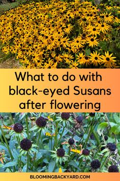 what to do with black - eyed susan's after flowering in the garden?