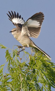 a bird with its wings spread sitting on top of a tree branch