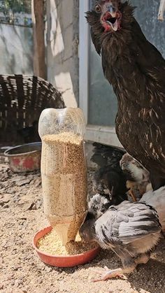 two birds are eating out of their feeders on the ground in front of a building