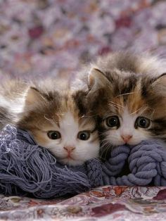 two kittens are laying down on a blanket and one is looking at the camera