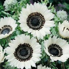 a bunch of white flowers with black centers