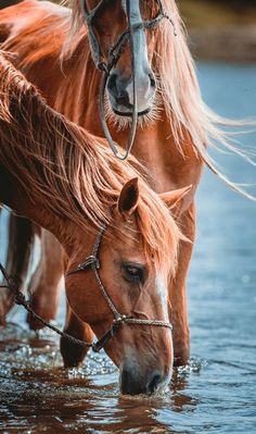 two brown horses standing in water next to each other