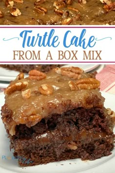 turtle cake from a box mix on a plate