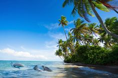 two dolphins swimming in the ocean next to palm trees