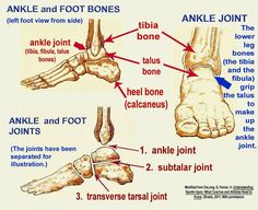 an ankle and foot bones labeled in english