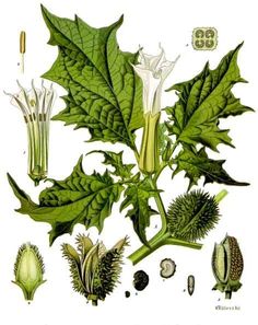 an illustration of the leaves and flowers of plants, including celery or chestnuts