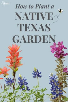 colorful flowers and plants with the words how to plant a native texas garden on it