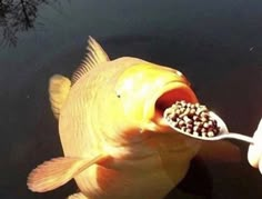 a person feeding a fish with a spoon in their mouth and food on it's tip